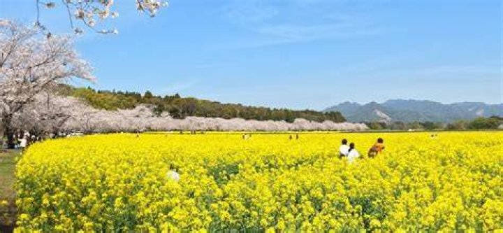 西都原コスモス300万本の絶景|古墳と秋桜が織りなす宮崎の秋