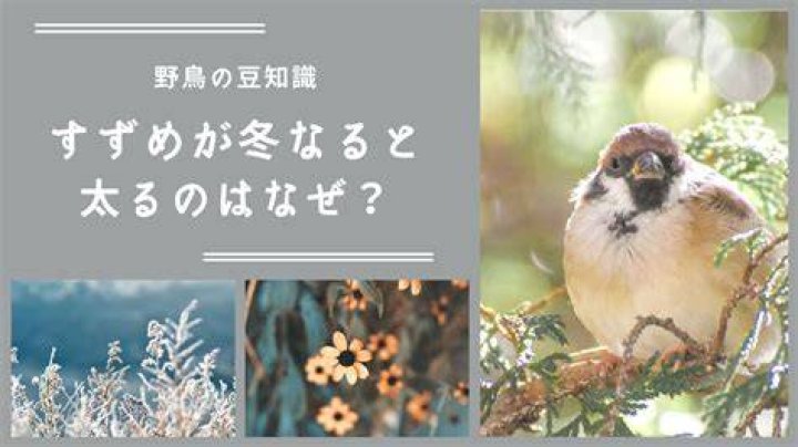すずめ 夏